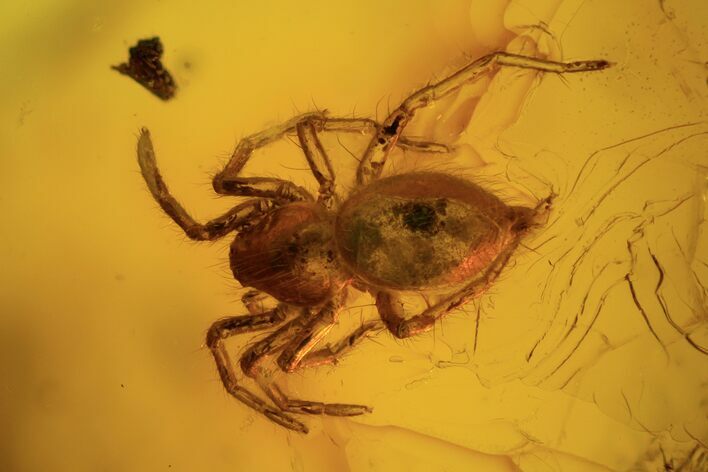 Fossil Jumping Spider (Aranea) In Baltic Amber - Rare #87198